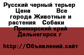 Русский черный терьер › Цена ­ 35 000 - Все города Животные и растения » Собаки   . Приморский край,Дальнегорск г.